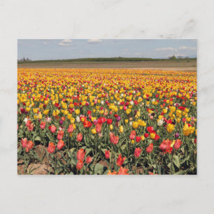Vår Tulip-vykort Vykort