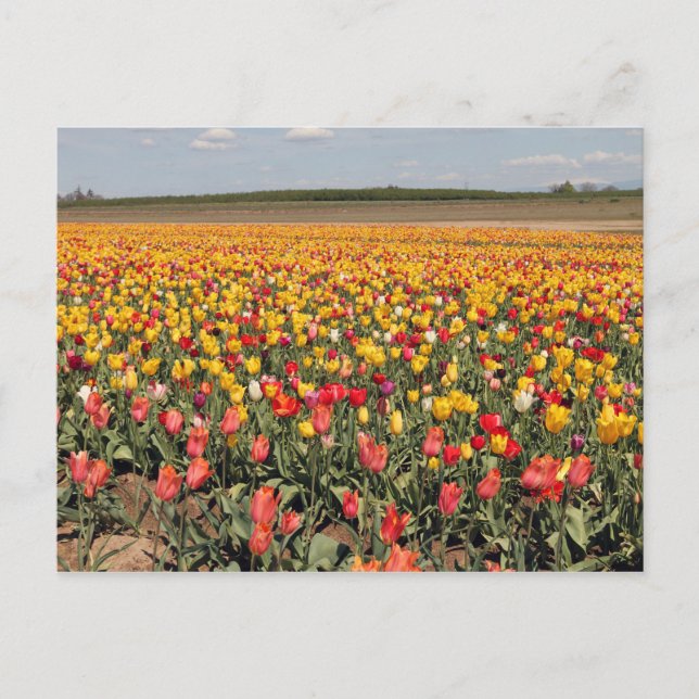 Vår Tulip-vykort Vykort (Framsida)