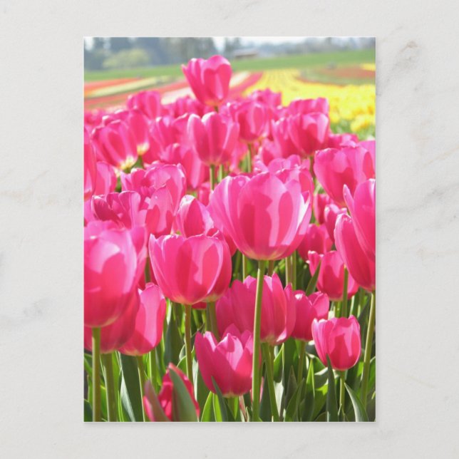Vår Tulips i Oregon Vykort (Framsida)