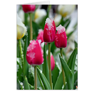 Vår Tulips i Snö Hälsningskort