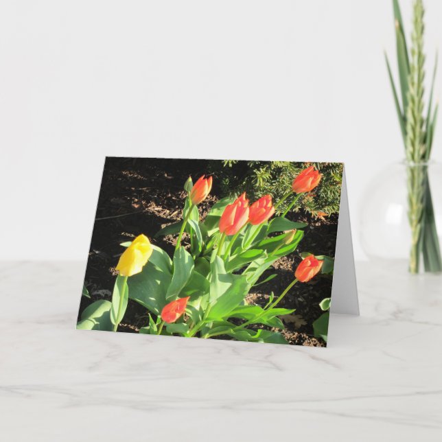 Vår Tulips Kort (Framsida)