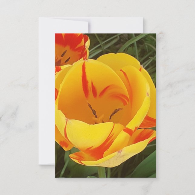 Vår Tulips-kort för flata hälsningar Kort (Framsida)