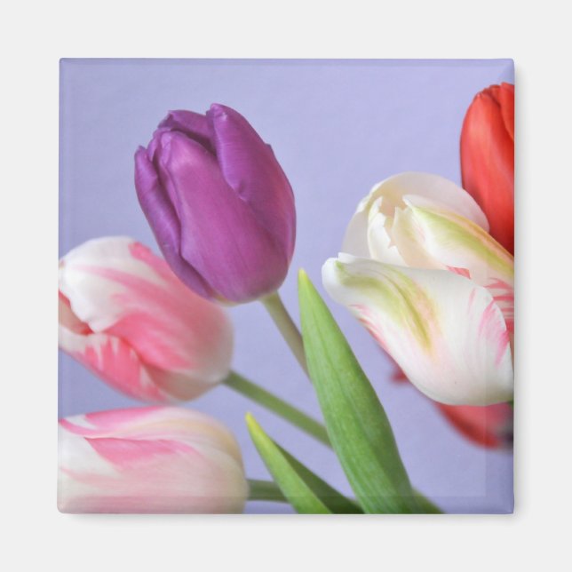 Vår Tulips Magnet (Framsidan)
