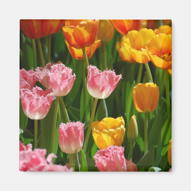 Vår Tulips Magnet (Framsidan)