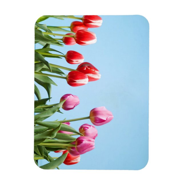 Vår Tulips magneter (Vertikal)