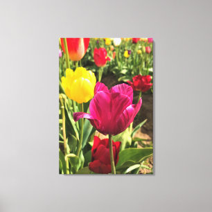 Vår Tulips, Oregon Canvastryck