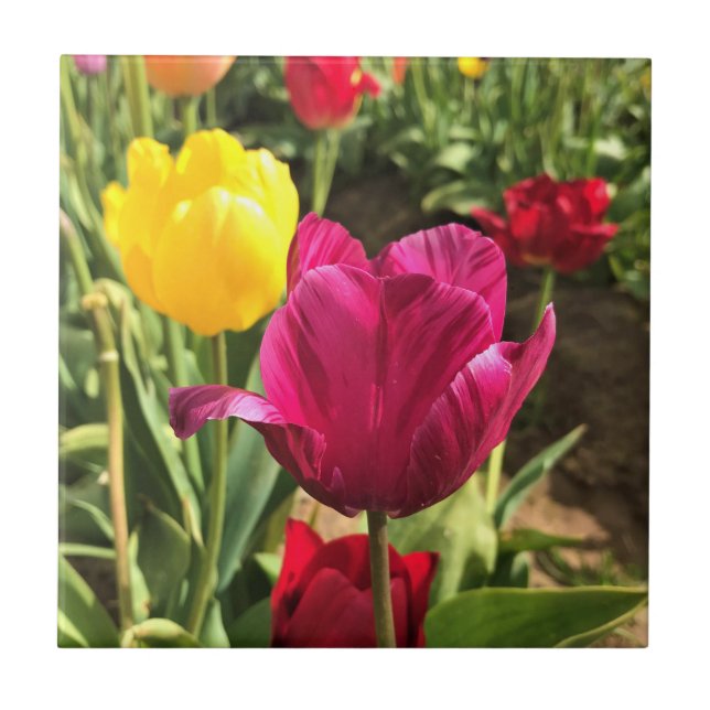 Vår Tulips, Oregon Kakelplatta (Framsidan)