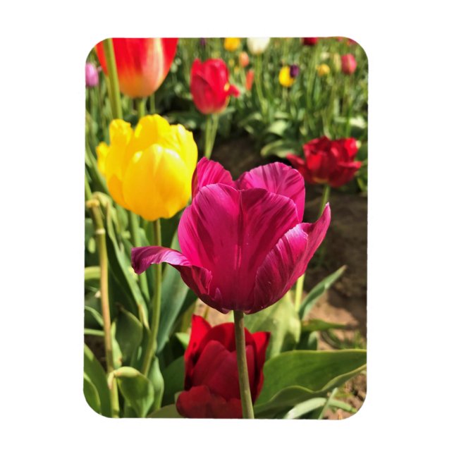 Vår Tulips, Oregon Magnet (Vertikal)