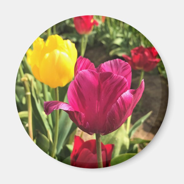 Vår Tulips, Oregon Magnet (Framsidan)