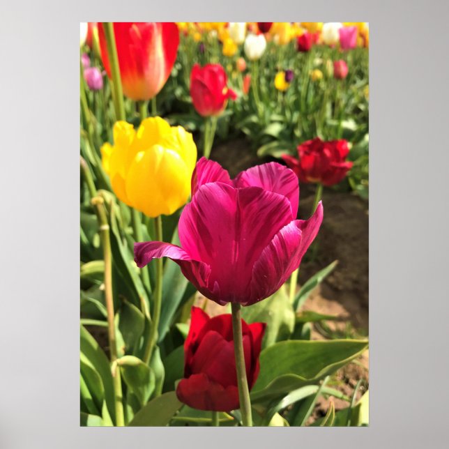 Vår Tulips, Oregon Poster (Framsidan)