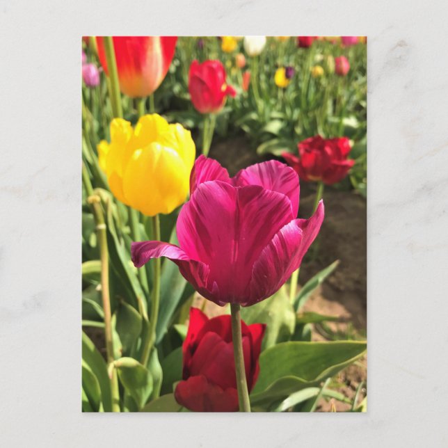 Vår Tulips, Oregon Vykort (Framsida)