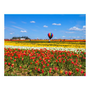 Vår Tulips Photo EnUtvidgning Fototryck