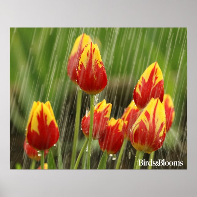 Vår Tulips Poster (Framsidan)
