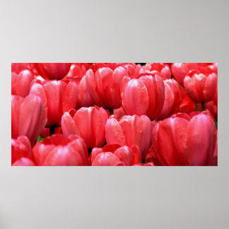 Vår Tulips Poster