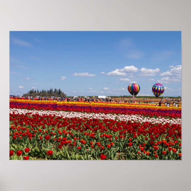 Vår Tulips Poster Pappra (projektionsyta) (Framsidan)