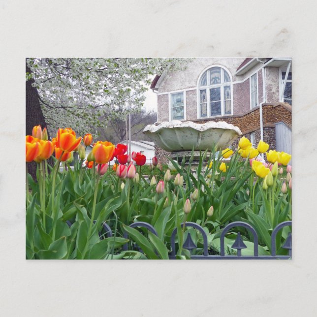 Vår Tulips Vykort (Framsida)