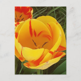 Vår Tulips vykort