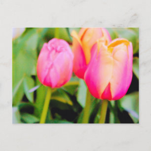 VÅR TULIPS VYKORT
