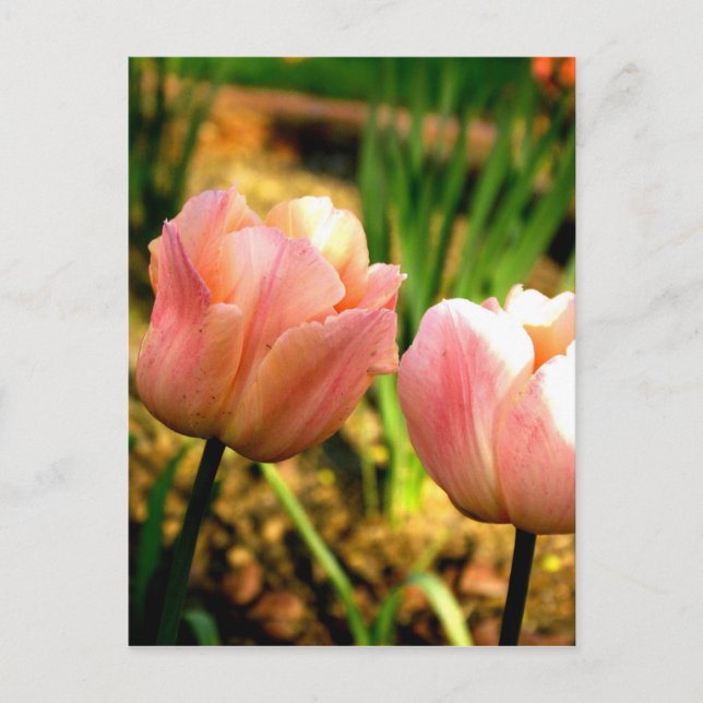 Vår Tulips Vykort (Framsida)