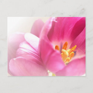 Vår Tulips vykort