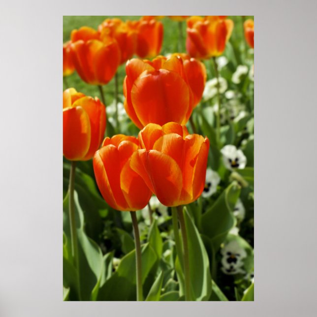 Vår Tulpan Trädgård Poster (Framsidan)