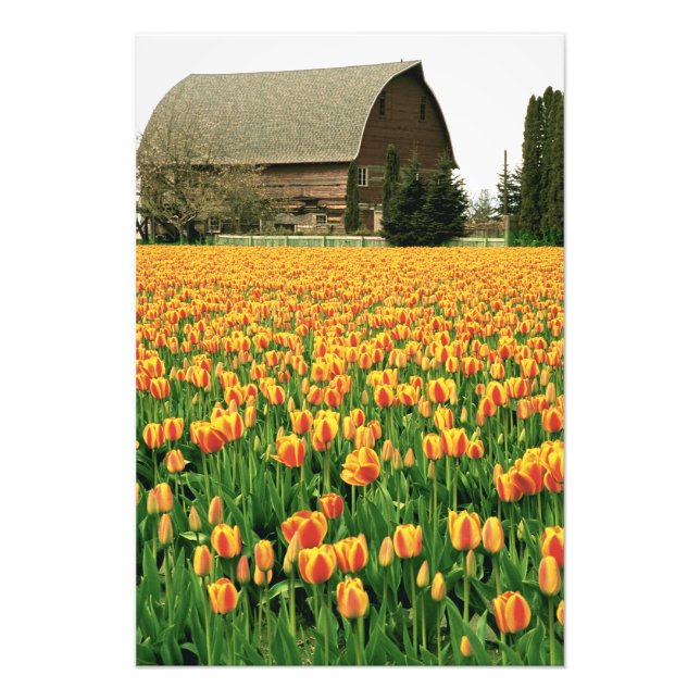 Vår tulpaner blommar framför gammal lada. fototryck (Framsidan)