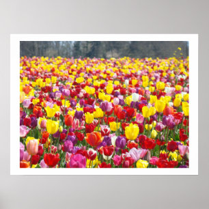 Vår Tulpaner Blommor Festival Trädgård Konsttryck Poster