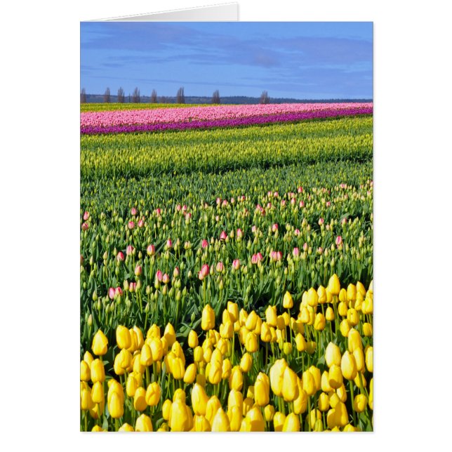 Vår-tulpaner fält hälsningskort (Framsidan)