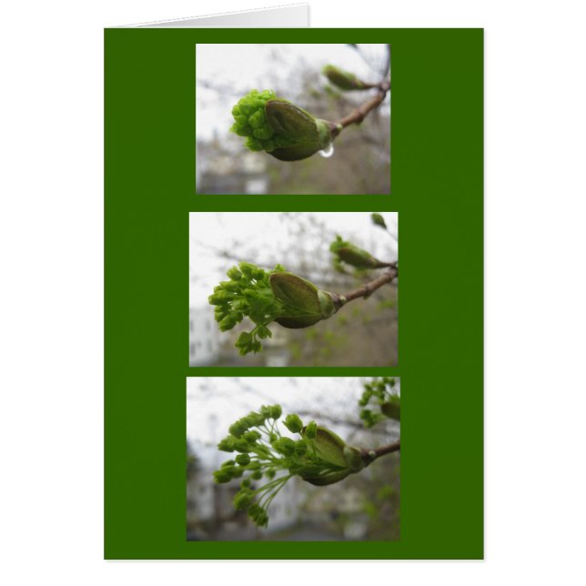 Vår uppkomst hälsningskort (Framsidan)