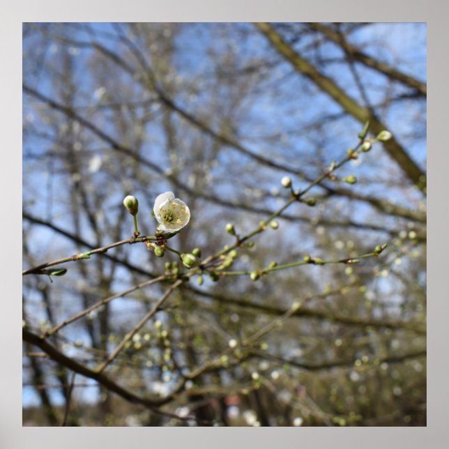 Vår uppvaknande poster (Framsidan)