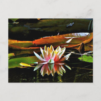 VÅR VATTEN LILY I EN POND VYKORT