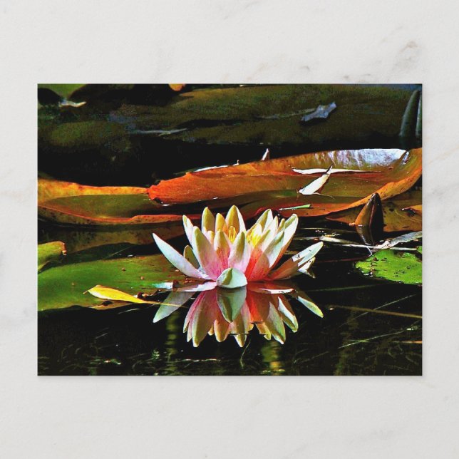 VÅR VATTEN LILY I EN POND VYKORT (Framsida)