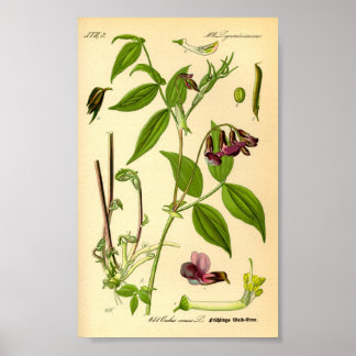 Vår Vetch (Lathyrus vernus) Poster