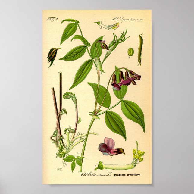 Vår Vetch (Lathyrus vernus) Poster (Framsidan)
