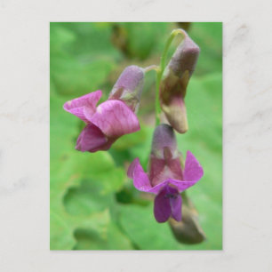 Vår Vetchling Vykort
