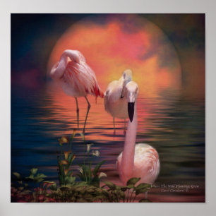 Var vildflamingoen växer affischen/trycket poster
