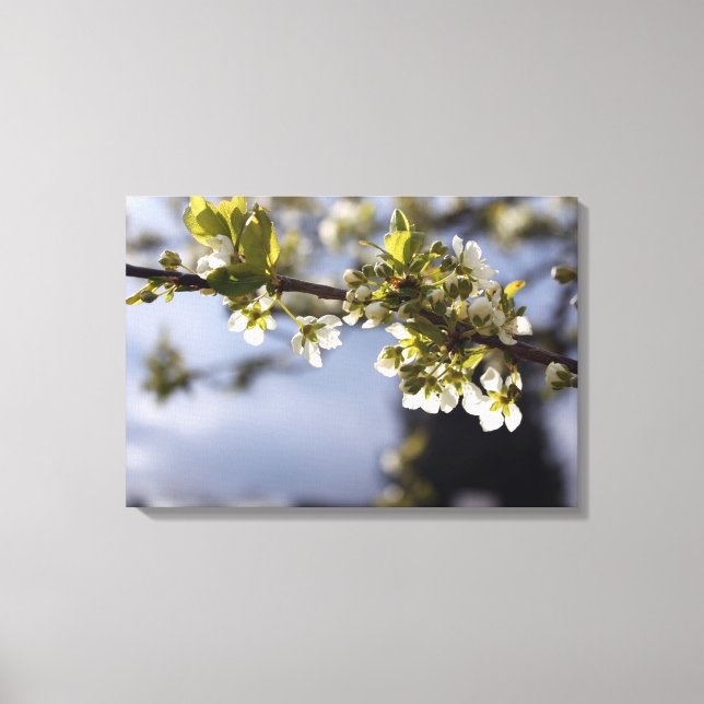 vår, vit körsbär blommar gren canvastryck (Framsida)