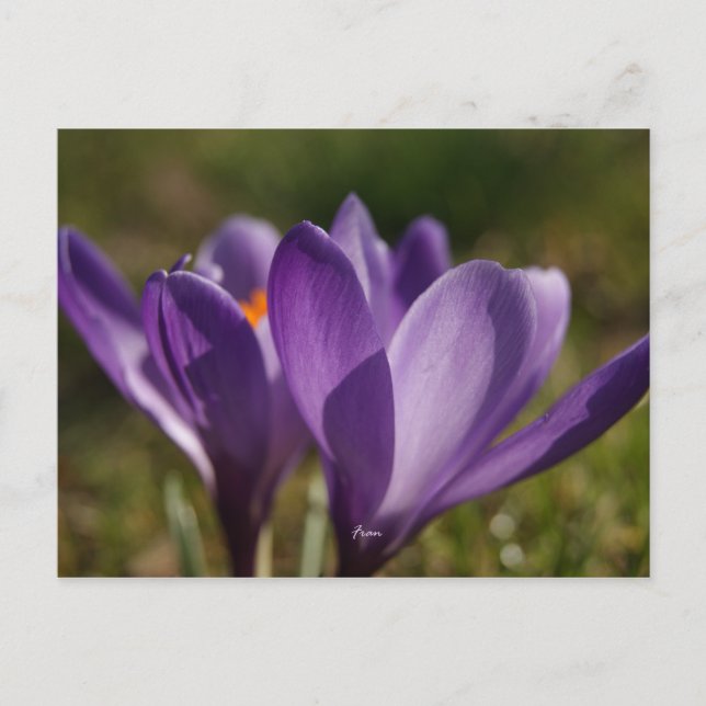 vår vykort (Framsida)