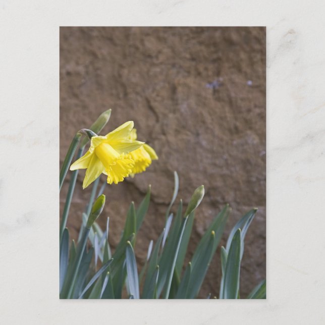 Vår! Vykort (Framsida)