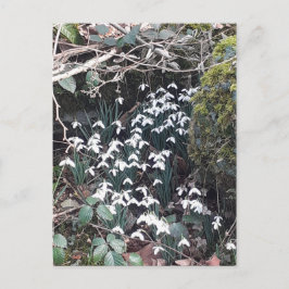 Vår-vykort för snödroppar vykort