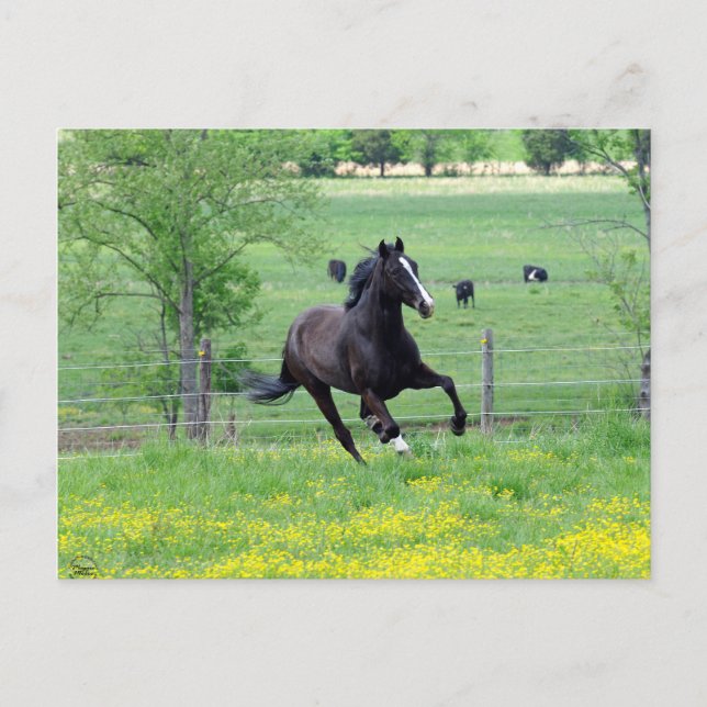 Vår Walker Vykort (Framsida)