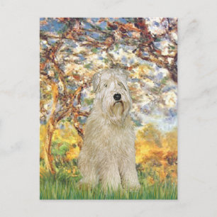 Vår - Wheaten Terrier 7 Vykort
