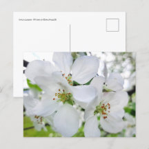 Vår White Apple Blommar Nature Photography