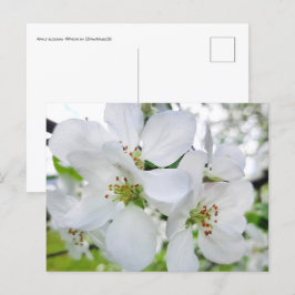 Vår White Apple Blommar Nature Photography Vykort