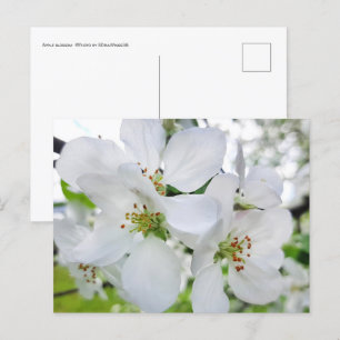 Vår White Apple Blommar Nature Photography Vykort