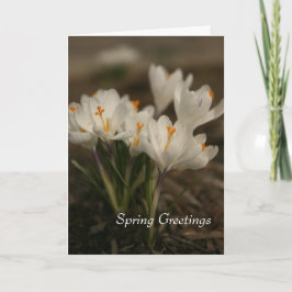 Vår White Crocus Foleting Card Kort