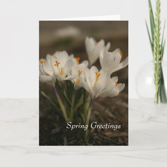 Vår White Crocus Foleting Card Kort (Framsida)
