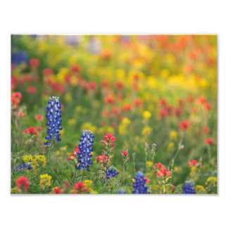 Vår Wildblommor Photo Print Fototryck