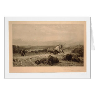 Vara av buffeln Bierstadt (återställd 0137A) - Hälsningskort