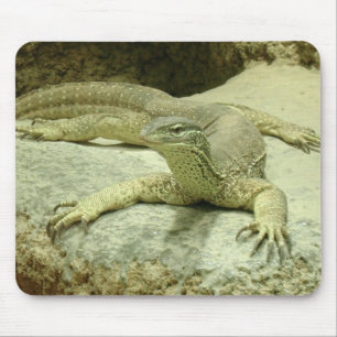 Varanus gouldii musmatta